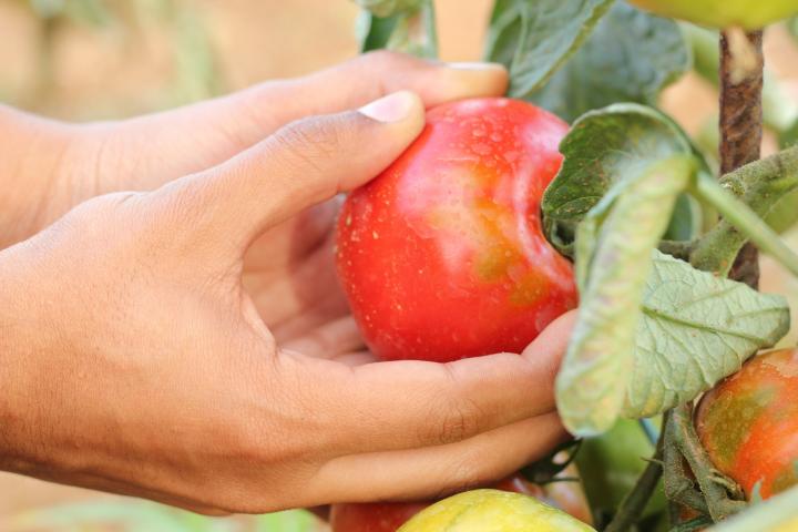 red tomatoes in a person's hand